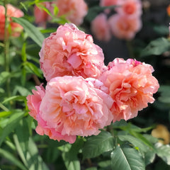 Versigny Rose Plant