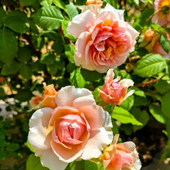 Versigny Rose Plant