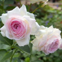 Vesalius Rose: A Masterpiece of Belgian Rose Breeding