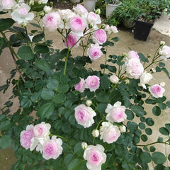 Vesalius Rose: A Masterpiece of Belgian Rose Breeding