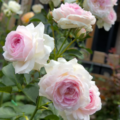 Vesalius Rose: A Masterpiece of Belgian Rose Breeding