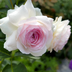 Vesalius Rose: A Masterpiece of Belgian Rose Breeding