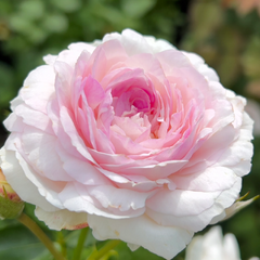 Vesalius Rose: A Masterpiece of Belgian Rose Breeding