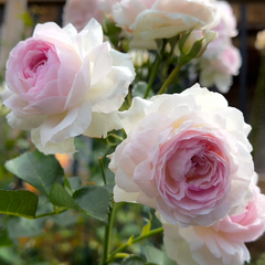 Vesalius Rose: A Masterpiece of Belgian Rose Breeding