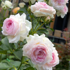 Vesalius Rose Plant