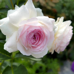 Vesalius Rose Plant