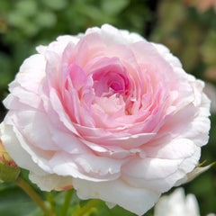 Vesalius Rose Plant