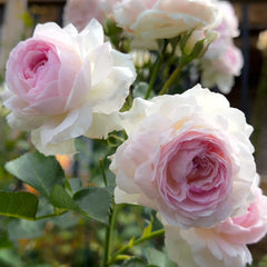 Vesalius Rose Plant