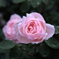 Vichy Rose Plant