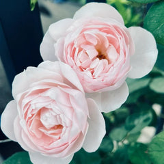 Vichy Rose Plant