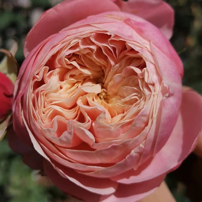 Victoria Classic Rose Plant