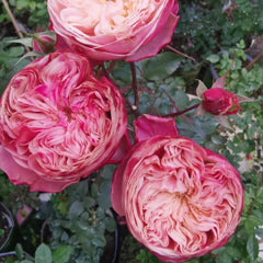 Victoria Classic Rose Plant