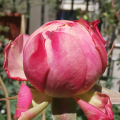 Victoria Classic Rose Plant