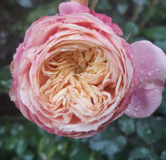 Victoria Classic Rose Plant