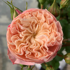 Victoria Classic Rose Plant