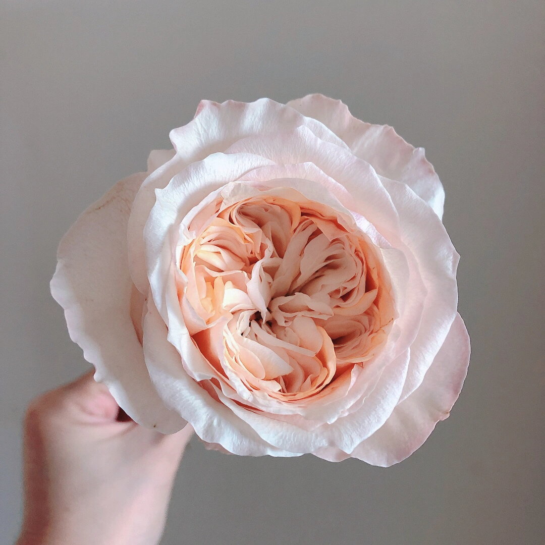 Victorian Peach Rose Plant|维多利亚蜜桃 – Rose_Explosion Victorian Peach Rose Plant|维多利亚蜜桃 – Rose_Explosion