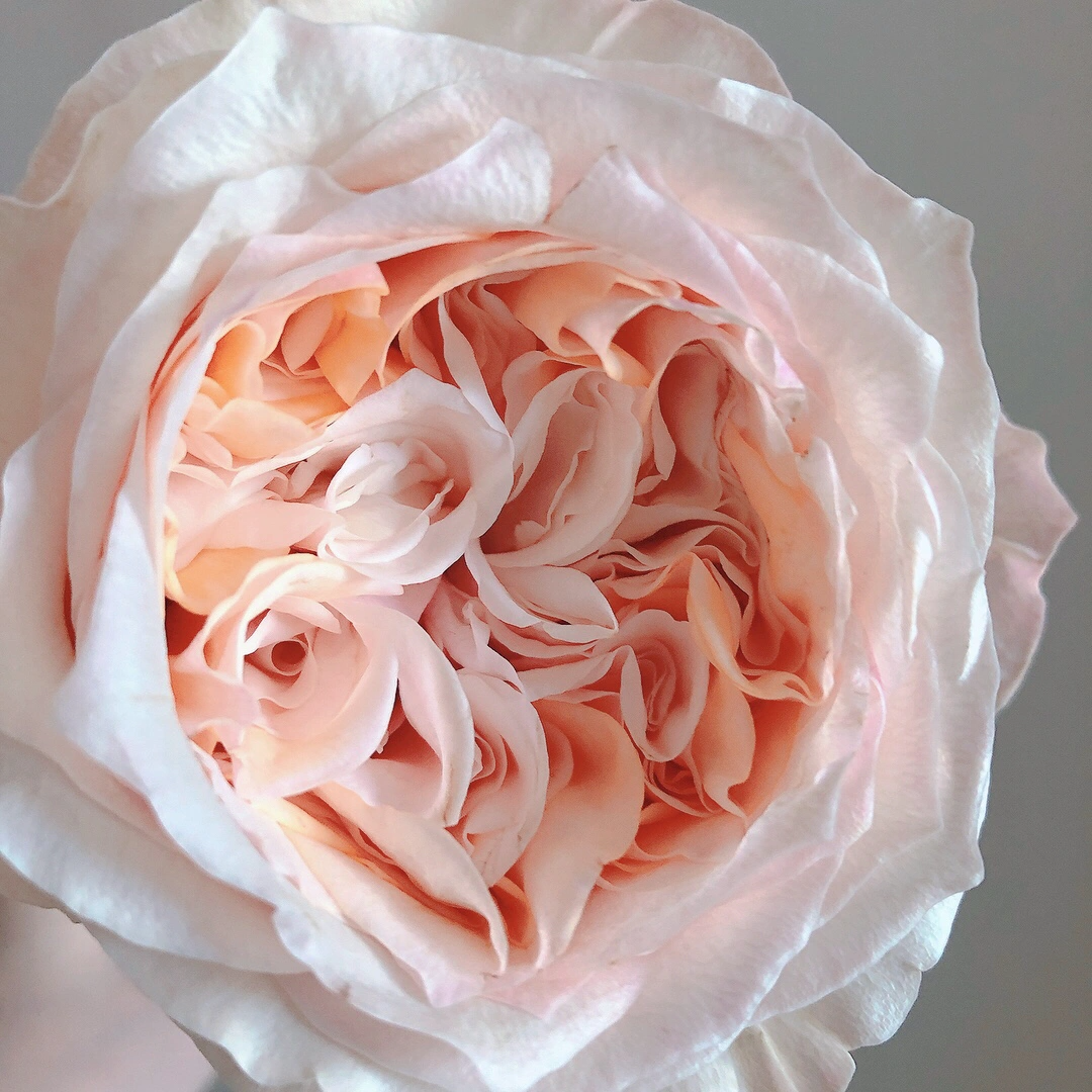 切り花品種バラ苗 Victorian Drea♡ Rose Victorian Red Garden Rose 切り花品種バラ苗 Victorian Drea♡ Rose Victorian Red Garden Rose