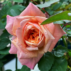 Victoria's Secret Rose: Elegance in Every Petal