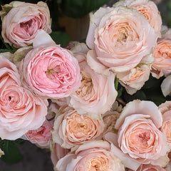 Victorian Dream Rose Plant|维多利亚梦想