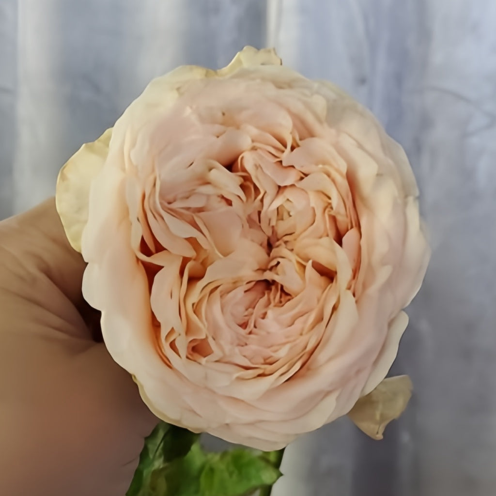 Victorian Dream Rose Plant|维多利亚梦想 – Rose_Explosion