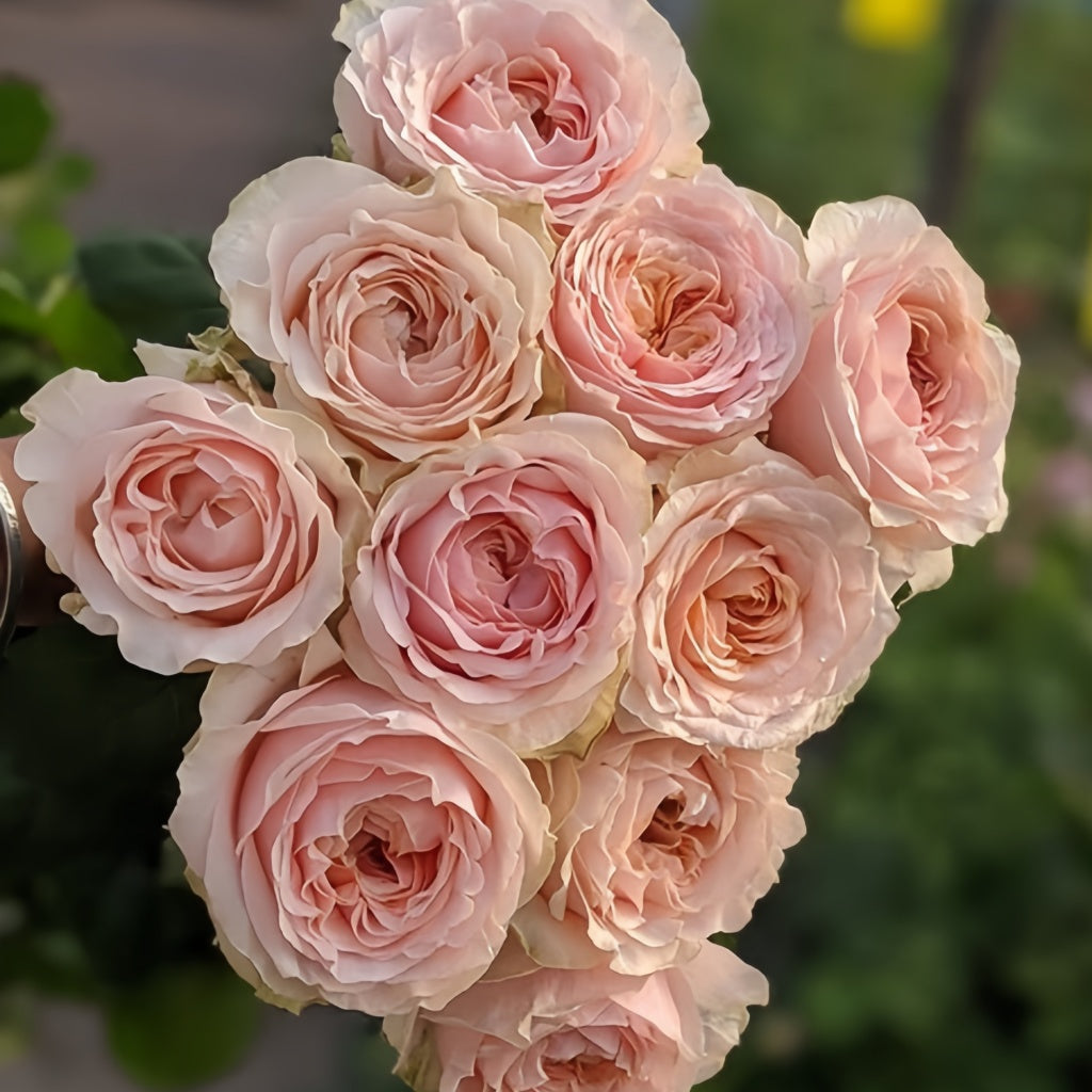 Victorian Dream Rose Plant|维多利亚梦想 – Rose_Explosion