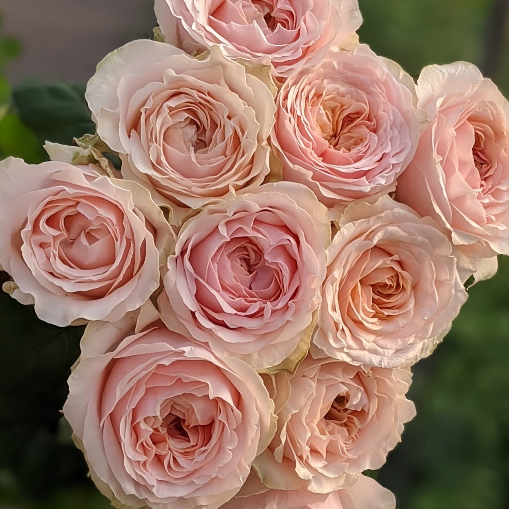V Shape Roses Victorian Rose Collection Flower Vintage Rose Bridal Bouquet A Little
