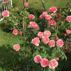 Victorian Kiss Rose Plant|维多利亚吻