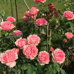 Victorian Kiss Rose Plant|维多利亚吻