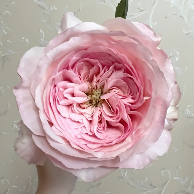 Victorian Pink Rose