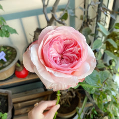 Victorian Pink Rose