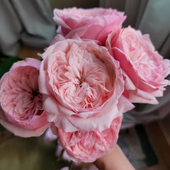 Victorian Pink Rose