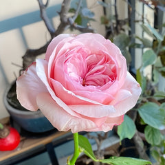 Victorian Pink Rose