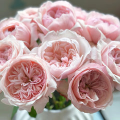 Victorian Pink Rose