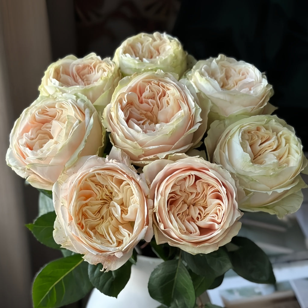 Summer Roser Victorian Summer Rose Plant|维多利亚夏天 – Rose_Explosion