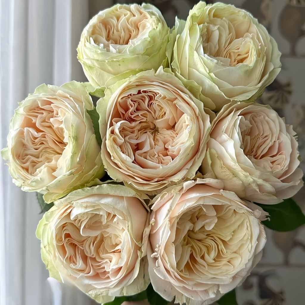 Summer Roser Victorian Summer Rose Plant|维多利亚夏天 – Rose_Explosion