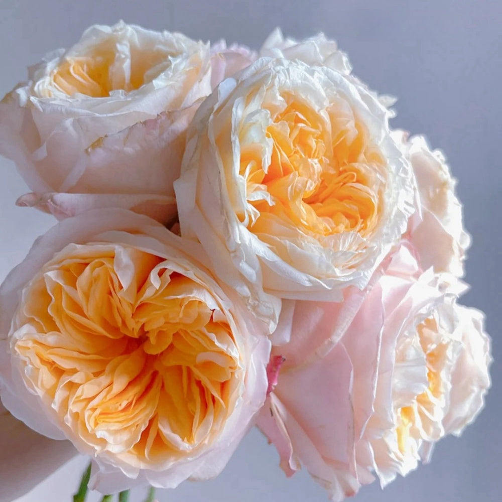 Victorian Peach Rose Plant|维多利亚蜜桃 – Rose_Explosion