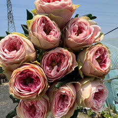 VillaRomanzaRose
