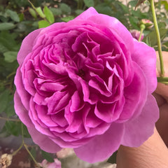 Vineyard Song Rose Plant