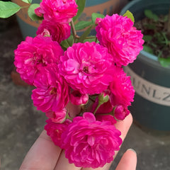 Vineyard Song Rose Plant