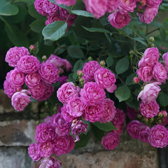 Vineyard Song Rose Plant