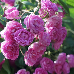 Vineyard Song Rose Plant