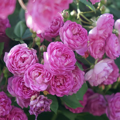 Vineyard Song Rose Plant