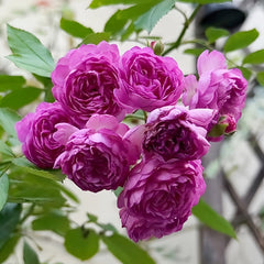 Vineyard Song Rose