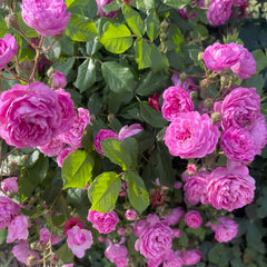 Vineyard Song Rose