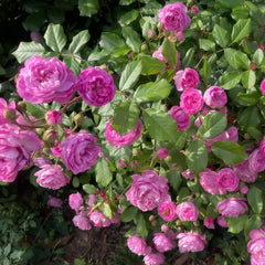 Vineyard Song Rose