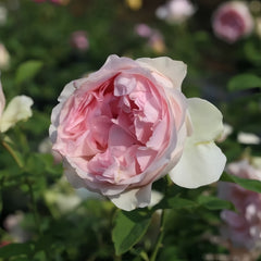 Violino Riche Rose Plant