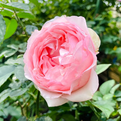 Violino Riche Rose Plant