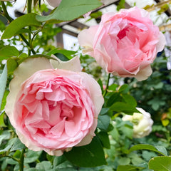Violino Riche Rose Plant