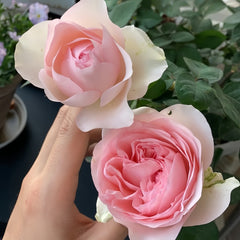 Violino Riche Rose Plant