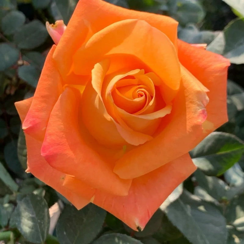 Norra Roses Voodoo Rose